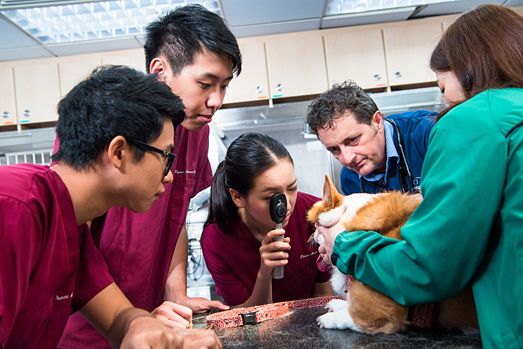 An International Accredited Veterinary School For Hong Kong Cornell University College Of